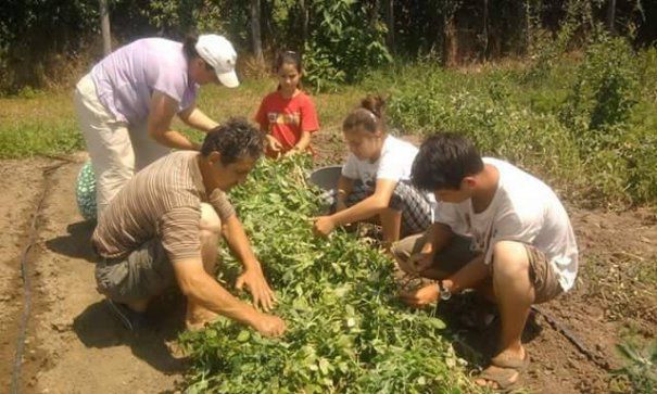 EXCLUSIV Cheia succesului pentru familia Has din Arad: abonamentul de legume