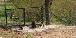 VIDEO Imagini delicioase cu primii trei ursuleti nascuti in rezervatia de la Zarnesti. Cum le ghideaza ursoaica fiecare pas