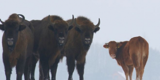 FOTO Aventura de-o iarna a unei vaci domestice intr-o turma de bizoni